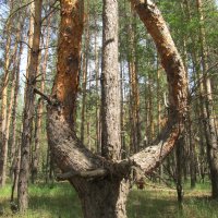 В лесу :: Елена Шаламова