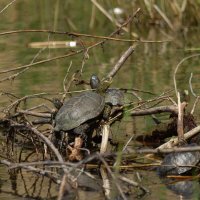 Речная черепаха. :: Yuri Chudnovetz