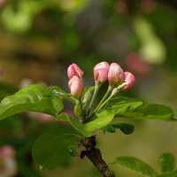 Зацветает яблоня в саду. :: Елена Kазак (selena1965)