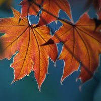 Весенние листья красного Канадского клёна . :: Анатолий Святой 
