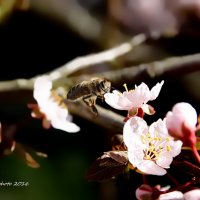Про пчёл... :: Liudmila LLF