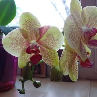 орхидеи :: Anna-Sabina Anna-Sabina
