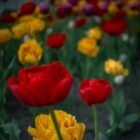 Тюльпаны на набережной :: Елена Берсенёва