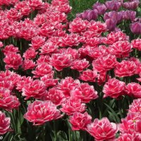 Тюльпаны махровые :: Нина Бутко