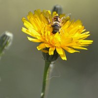 Цветок с пчёлкой. :: Штрек Надежда 