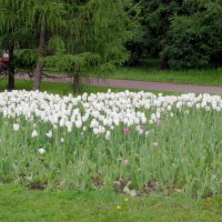 Белые тюльпаны :: Леонид leo