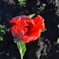 Горит огонь тюльпана красный. :: zoja 