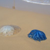 Такие разные медузы на берегу моря! :: Светлана Хращевская