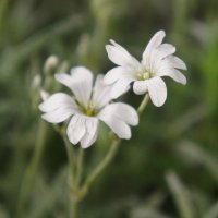 Белые цветы. :: сергей 