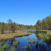 Лесные озера :: Григорий охотник