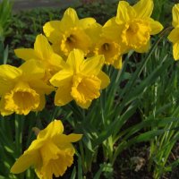 Нарцисс — цветок поэтов и весны..... :: Наталия Павлова