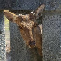 Священные олени на острове Миядзима :: Shapiro Svetlana 