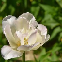 белый тюльпан :: vg154 