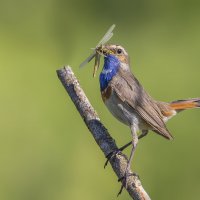 Варакушка и стрекоза :: Елена Швыдун