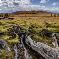 Корни древней лиственницы :: Виктор Четошников