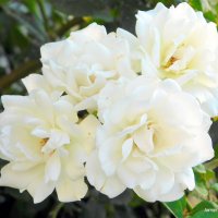Белые розы. :: Валерьян Запорожченко