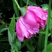 Розовый пион во время дождя :: Александр Чеботарь