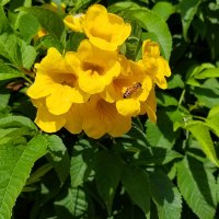 Пчёлка на цветке Текома.! :: Светлана Хращевская