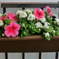 Цветы на балконе :: Светлана 