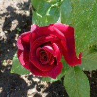 Первые розы :: Наиля 