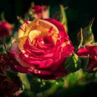 Roses :: Александр Алексеев
