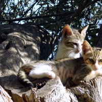 Котята на старой оливе. :: Валерьян Запорожченко