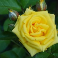 Первые розы июня... :: Тамара (st.tamara)