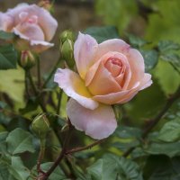 Розовые розы :: Валентин Семчишин