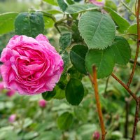 Ароматная роза ... :: Лариса Корженевская