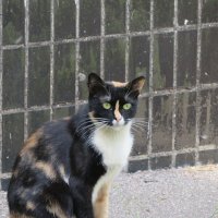 Уличная кошка трёхцветка. :: Зинаида 