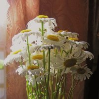Солнечные цветы. :: Михаил Попов