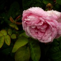 Роза и дождь. :: Nata 