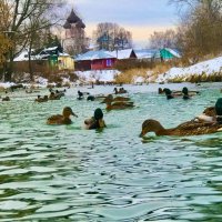 Утки плавали в реке :: Григорий Лыжин