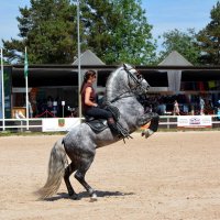 Международная конная выставка "Иппосфера" 2021 :: Николай 