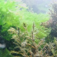 морская капуста и бурая водоросль . :: Giant Tao /