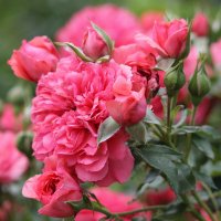 Розы зажигают :: tamara kremleva