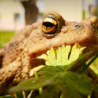 про жаб и лягушек 3 :: Александр Прокудин