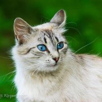 Портрет сиамского кота с голубыми глазами :: Анатолий Клепешнёв