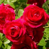 Цвет красных роз, как кровь, которая пролилась на рассвете.. :: Андрей Заломленков