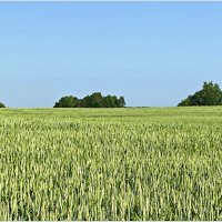Пшеничное поле. :: Валерия Комова