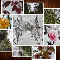 Ледяное безмолвие: все цвета моего зимнего сада :: Евгения Кобелева