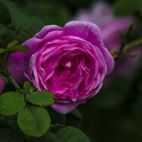 чайная роза :: Гриша  6х9 или 9х12
