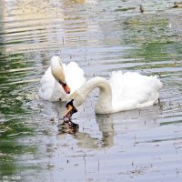 Из жизни пары белых лебедей :: Ирина Баскакова