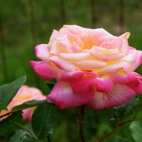 Для всех, кто любит розы! :: Татьяна Помогалова