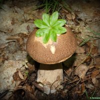 Про грибной июнь... :: Андрей Заломленков