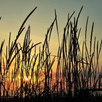 Прибрежные травы на закате :: Aida10 