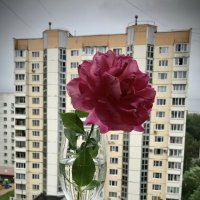 Роза во дворе. :: Любовь 
