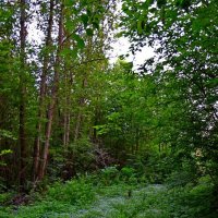 МОЯ ДЕРЕВНЯ, окрестности, дорожка до речки. :: Виктор Осипчук