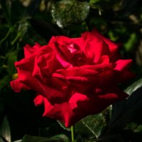 Предзакатная роза :: Николай Гирш