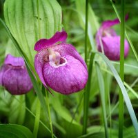 Венерин башмачок настоящий принадлежит к семейству орхидей. :: Владимир Мигонькин